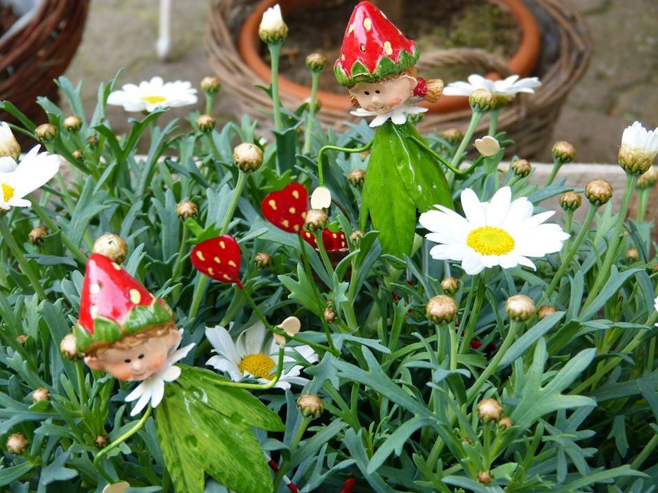 Plante fleurie Pélissanne  (1)