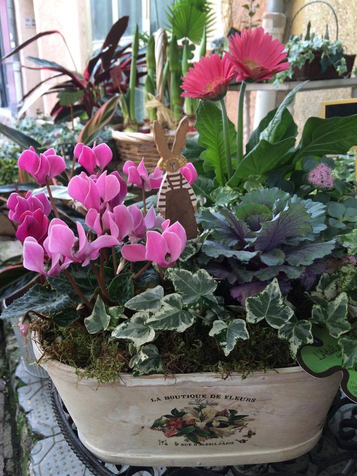 Plante fleurie Pélissanne  (3)