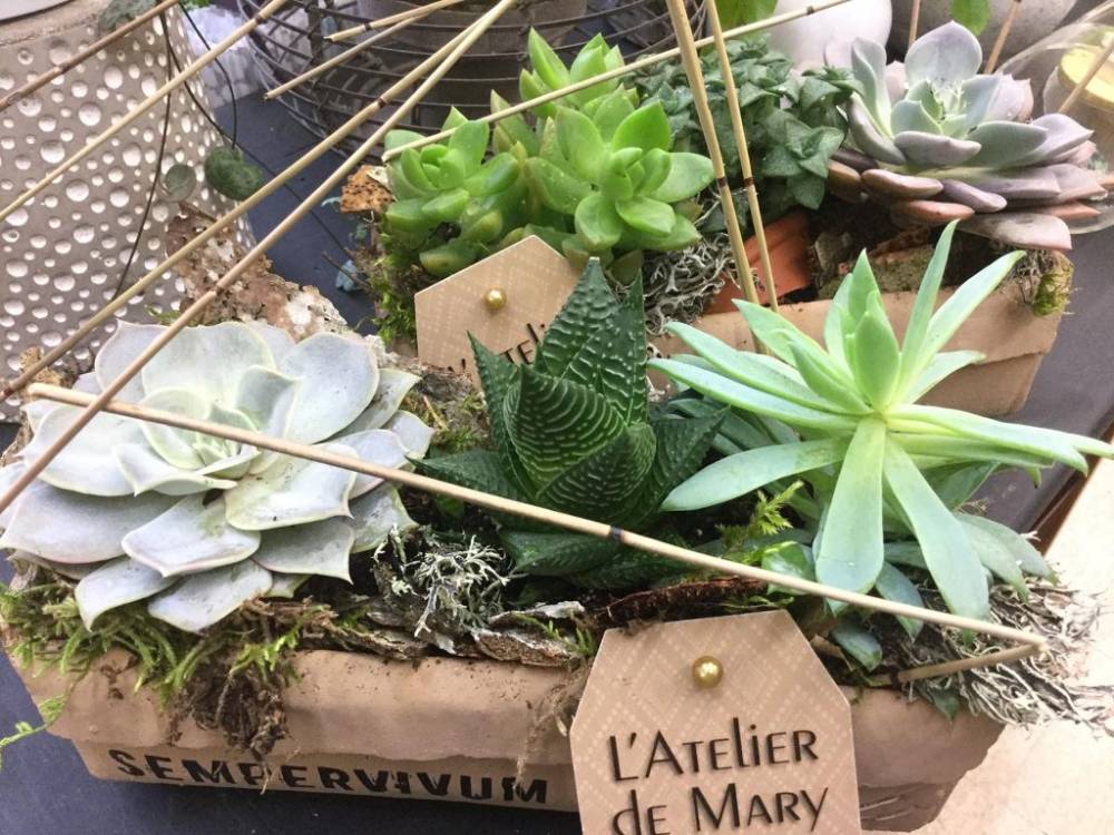 Plante fleurie Pélissanne  (8)
