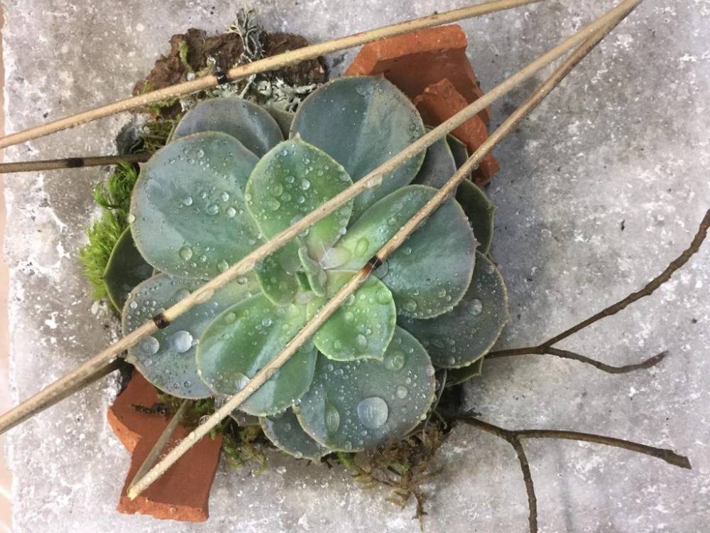 Plante fleurie Pélissanne  (10)