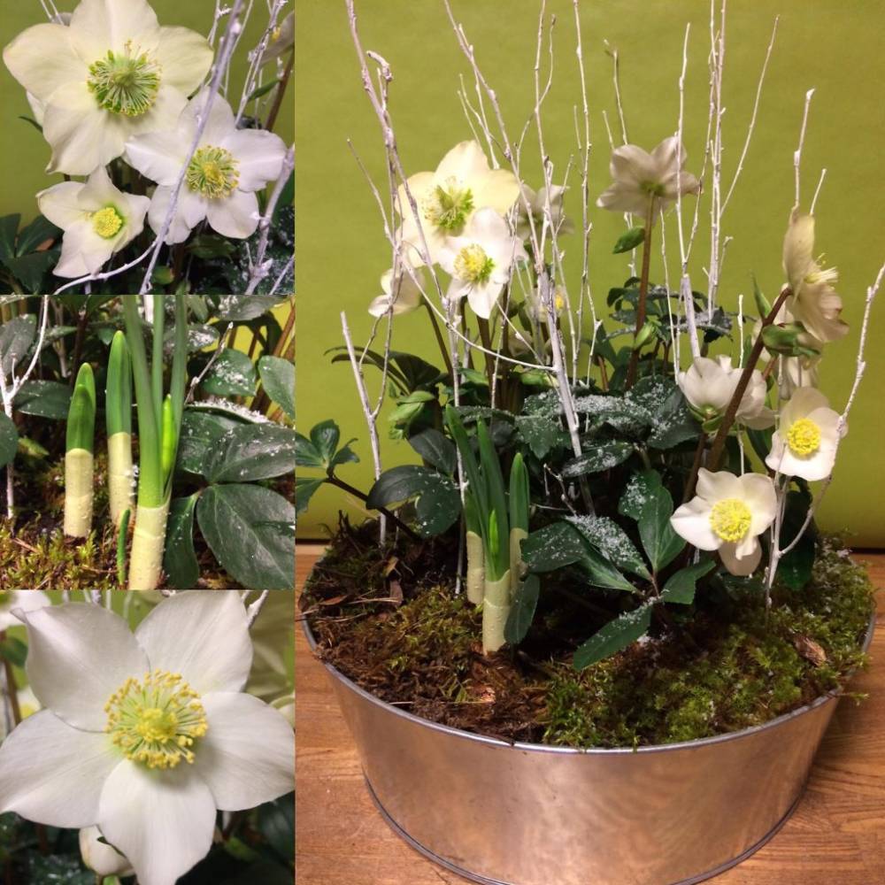 Plante fleurie Pélissanne  (11)